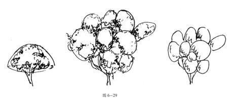 带树冠单棵树的表现技法02