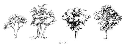 带树冠单棵树的表现技法02