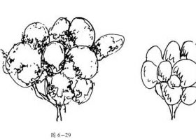 树的钢笔画表现技法