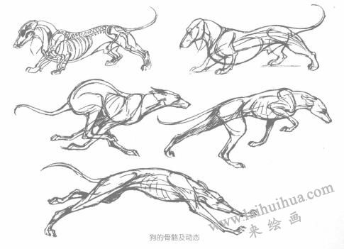 狗的结构及其特征