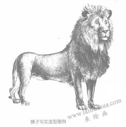 卡通狮子的几何造型图例步骤03