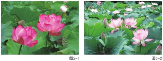 荷塘月色儿童绘画步骤01,02