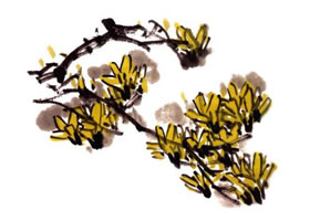 迎春花的画法步骤解析