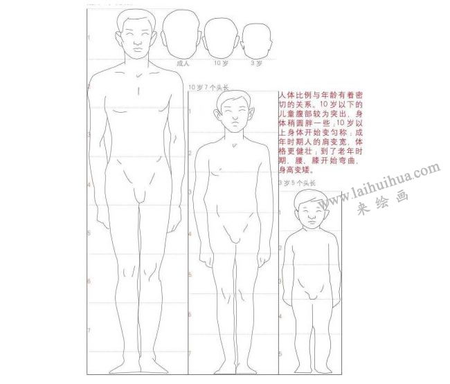 不同姿态的人体的比例