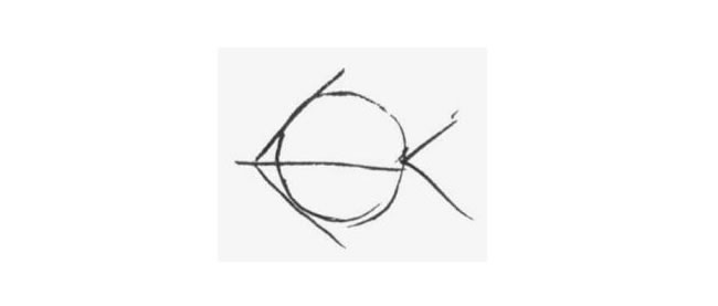 热带鱼卡通画画法步骤02