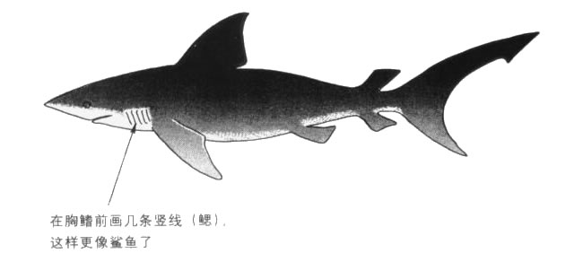 鲨鱼卡通画法