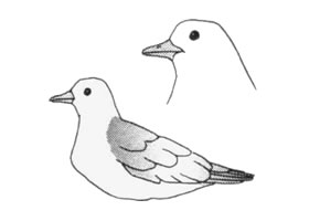 海鸥卡通画画法