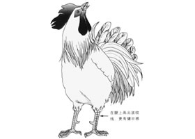 鸡的卡通画法