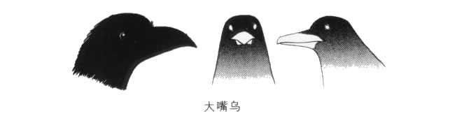 大嘴巴乌鸦卡通画画法