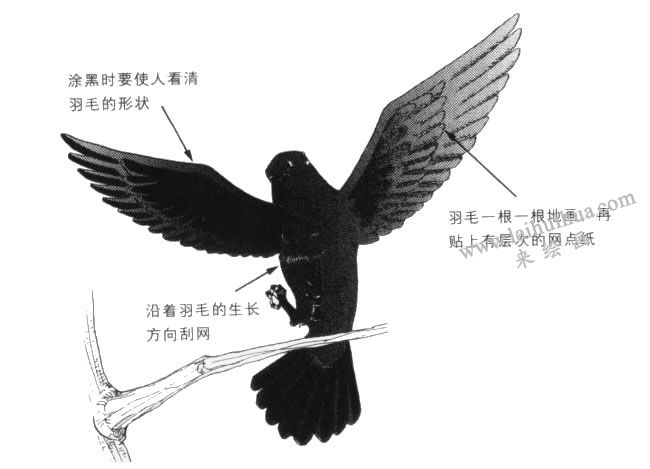 乌鸦卡通画法详解