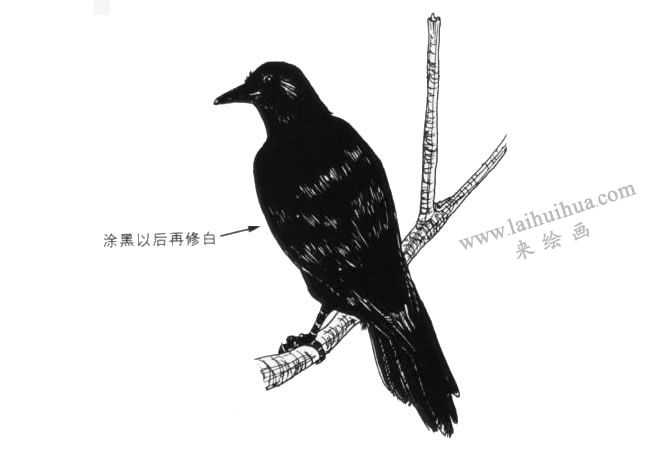 涂黑再修白的乌鸦卡通画
