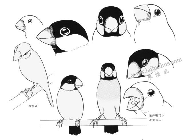 白雀斑卡通画画法