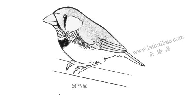 斑马雀卡通画画法