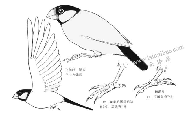 鹦鹉类卡通画画法