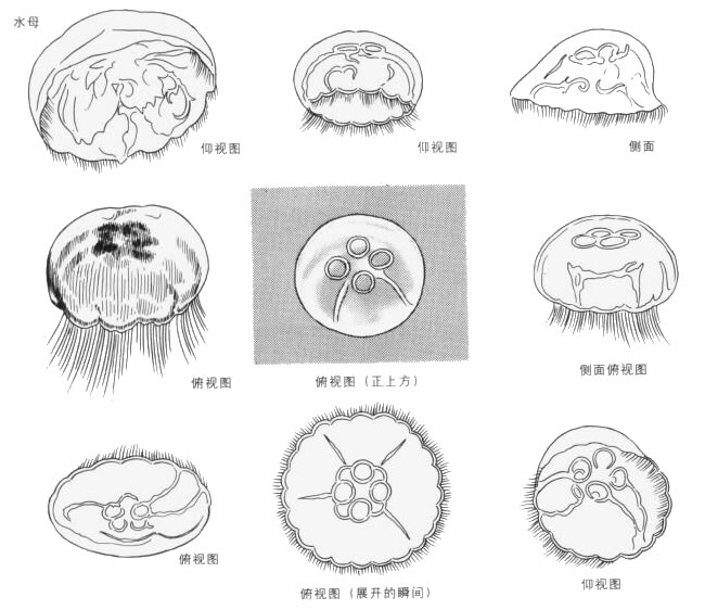 水母卡通画法