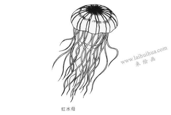 红水母卡通画法