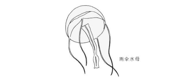 雨伞水母卡通画法