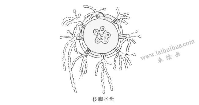 枝脚水母卡通画法