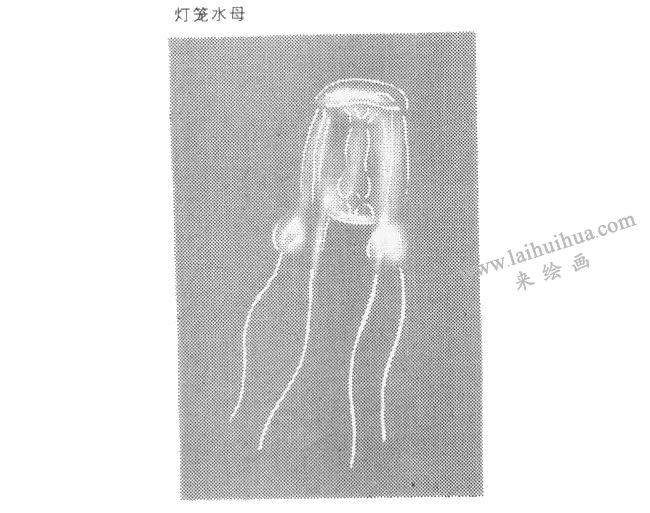 红灯笼水母卡通画法
