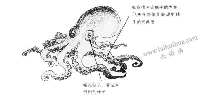 章鱼卡通画法