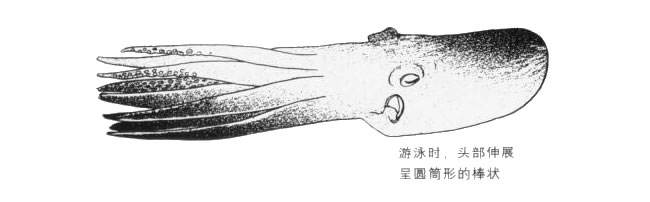 游泳的章鱼卡通画法