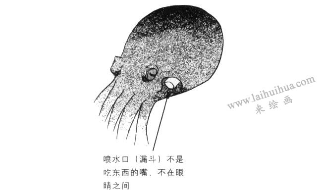 章鱼卡通画法