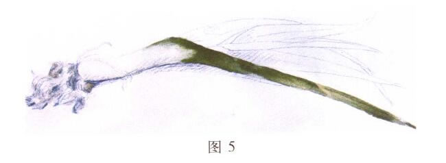 大蒜水粉画写生步骤02