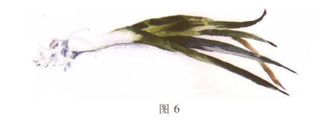 大蒜水粉画写生步骤03