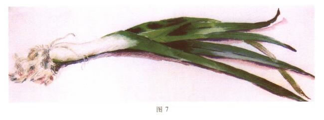 大蒜水粉画写生步骤04