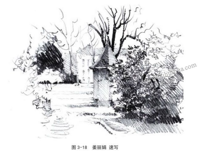 姜丽娟 动植物风景速写
