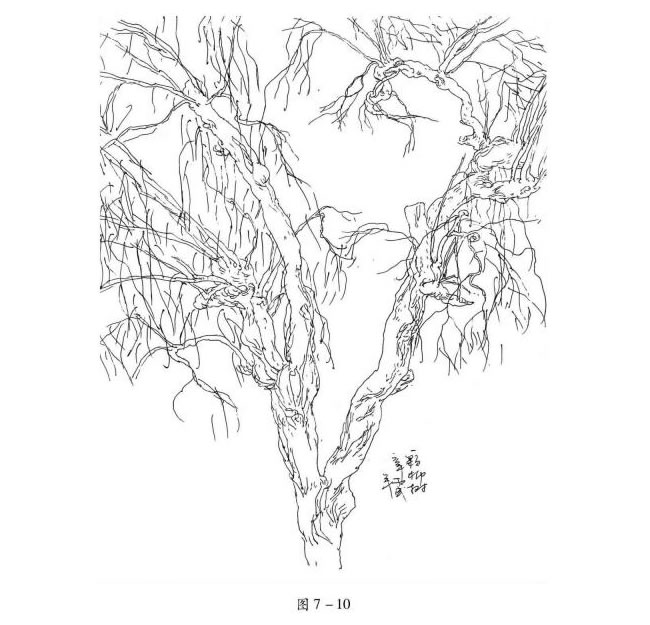 柳树的速写方法解析