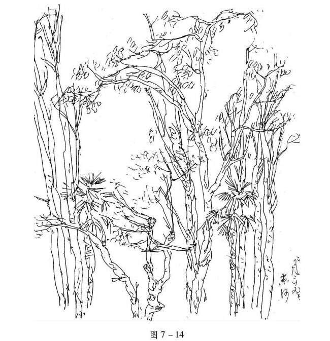 树干的速写画法解析