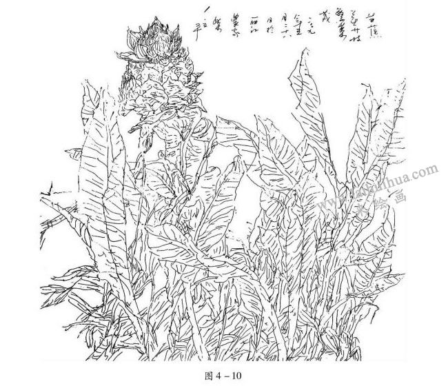 芭蕉的速写作品