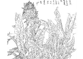 花卉速写的步骤