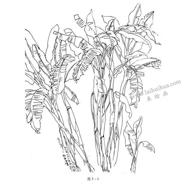 芭蕉线性速写
