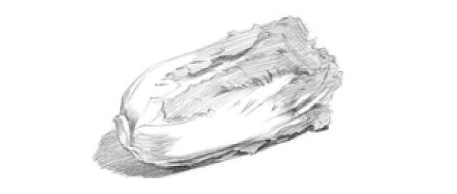 白菜明暗素描绘画方法步骤04