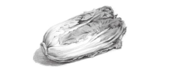 白菜明暗素描绘画方法步骤06