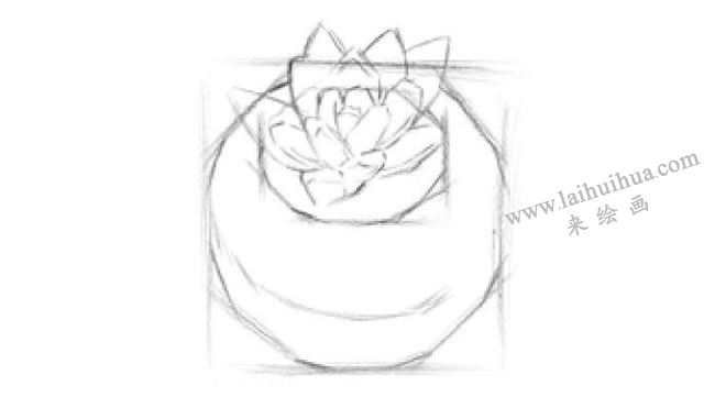 多肉植物素描画法步骤04