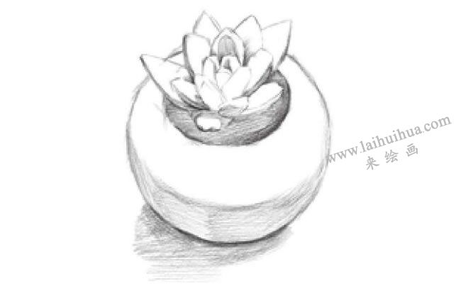 多肉植物素描画法步骤05