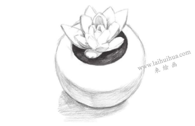 多肉植物素描画法步骤06
