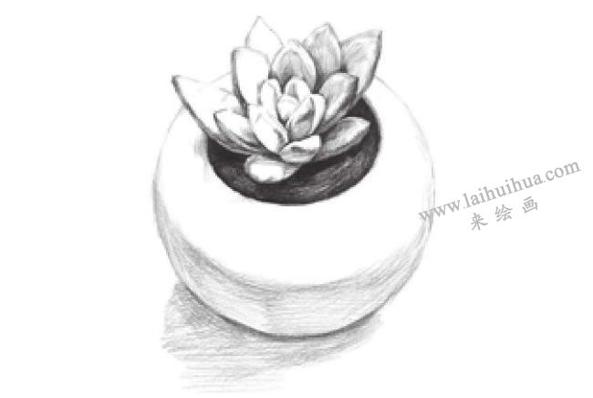 多肉植物素描画法步骤07
