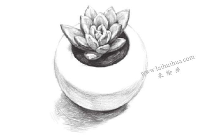 多肉植物素描画法步骤08