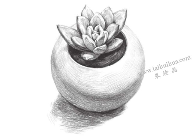 多肉植物素描画法步骤10