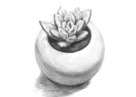 多肉植物素描画法(二)
