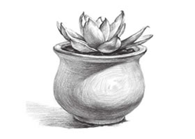 多肉植物素描画法(三)