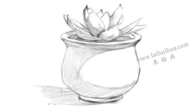 窗台上的多肉植物素描画法步骤05