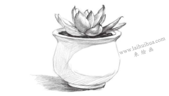 窗台上的多肉植物素描画法步骤07