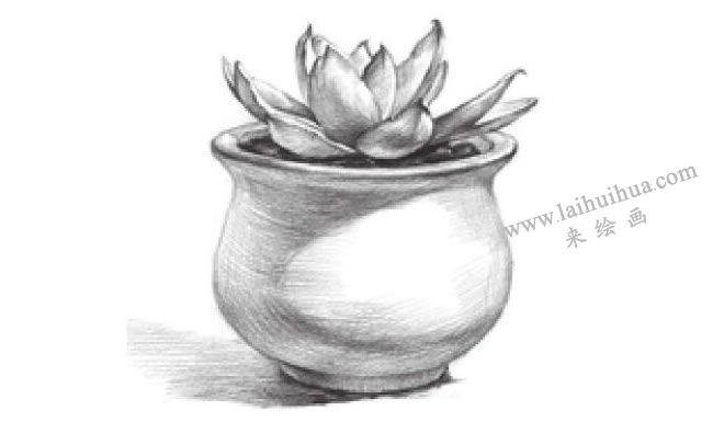 窗台上的多肉植物素描画法步骤09
