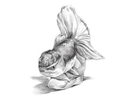 陶瓷金鱼素描画法步骤