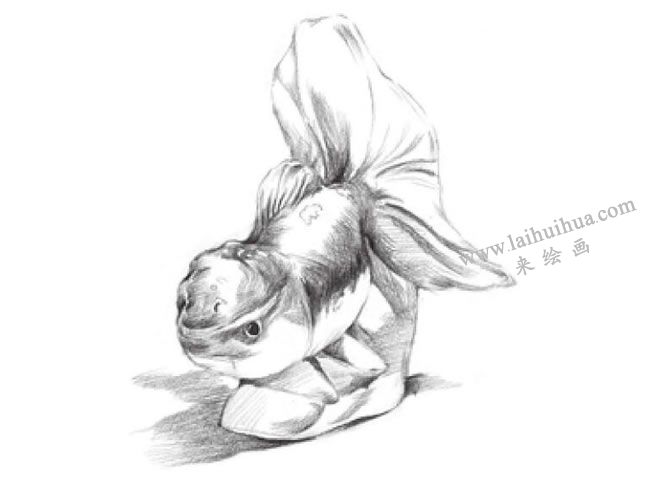 陶瓷金鱼素描画法步骤07